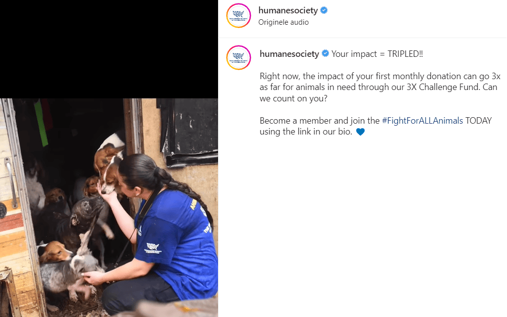 Exemples de publications Instagram à but non lucratif - Humane Society